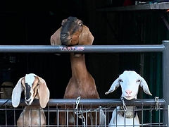 goat euthanasia