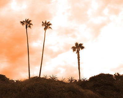 California beach sunset and palm trees