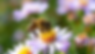 Untitled design.png