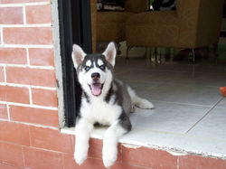 CACHORRO 1.JPG