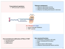 The regulations of telomerase reverse transcriptase (TERT) in cancer