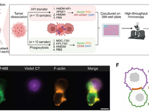 Adoptive cell therapy with macrophage-drug conjugates facilitates cytotoxic drug transfer and immune activation in glioblastoma models.