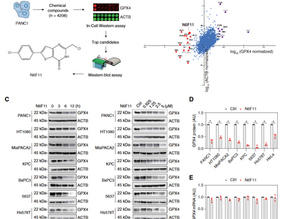 Tumor-specific GPX4 degradation enhances ferroptosis-initiated antitumor immune response in mouse models of pancreatic cancer