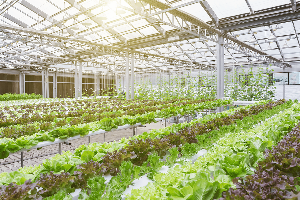 The Future of Hydroponic Farming in India