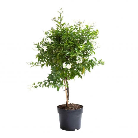 solanum-jasminoides