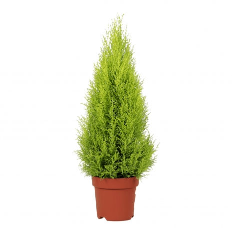 cupressus-goldcrest-wilma-v24-vaso-producao-planta-exterior-1828357122021