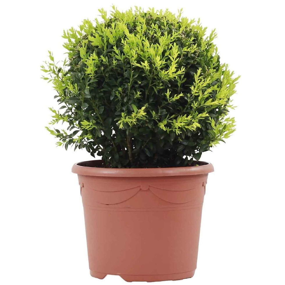 buxus