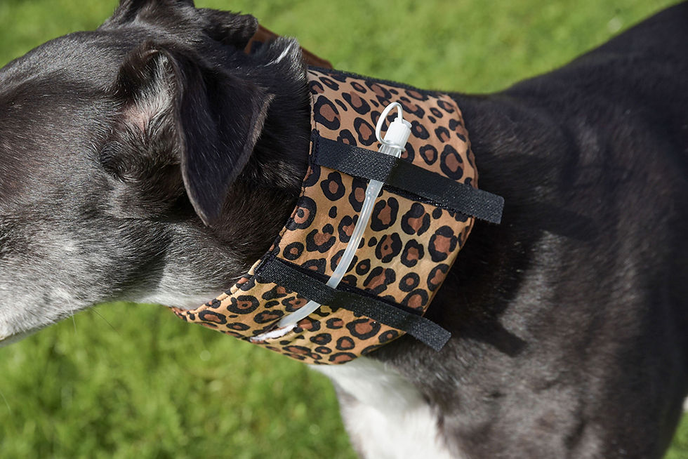 Dog wearing leopard print support collar