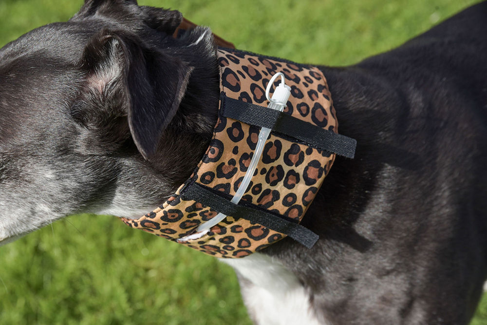 Leopard‑print CaniFeed Support Collar for medium–large dogs, shown flat with padded body, dual Velcro closure, and keeper loop.
