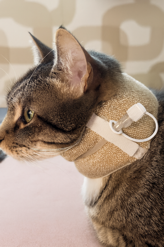 A domestic shorthair tabby cat modelling soft padded feeding tube collar — FeliFeed Support Collar® by Mabel Green Studio.