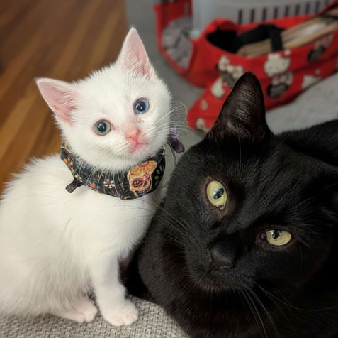 Small white kitten wearing the petite sized FeliFeed support collar.
