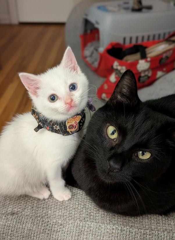 Small white kitten wearing a petite FeliFeed Support Collar®, sitting calmly. The soft, fabric collar fits snugly around her neck and securely holds an oesophagostomy feeding tube, showing its comfortable, low‑bulk design for recovering cats.
