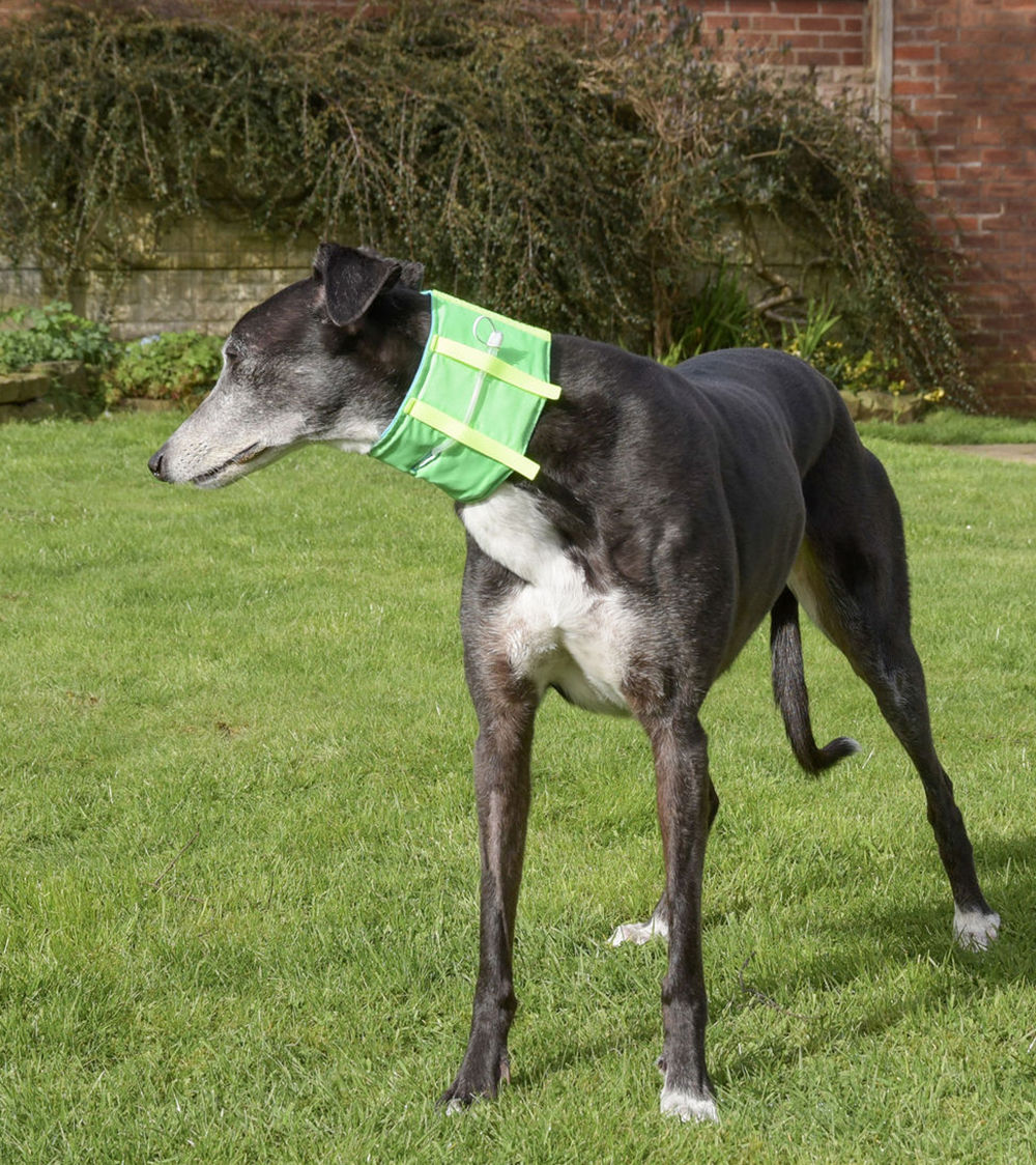 Greyhound wearing a bright green CaniFeed Support Collar