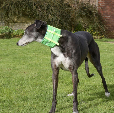 A female greyhound wearing a bright green waterproof CaniFeed Support Collar. She is stood outside in a garden.