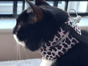 Black and white cat wearing a cat feeding tube neck collar