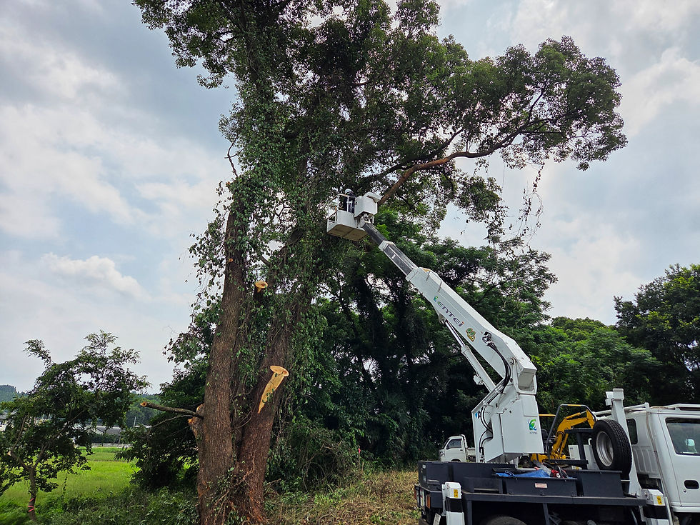 安全第一。高所作業車と重機による伐採