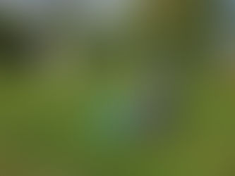 草刈り作業(公共施設・民間敷地)