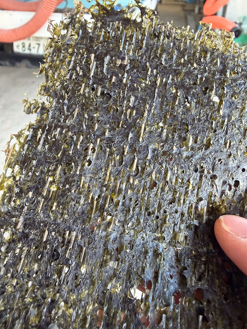 一番摘み海苔とは?最初に摘み取られる海苔ならではの魅力