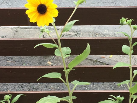 ようやく咲きました！