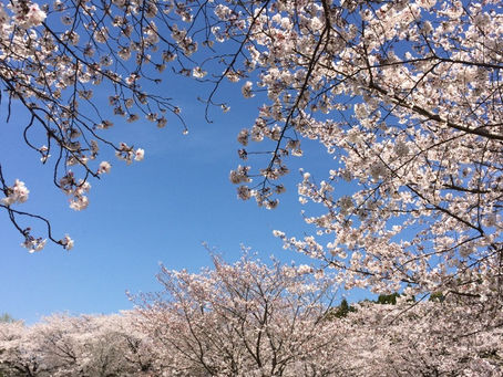 お花見^^
