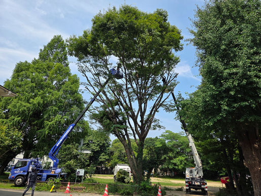 高木剪定作業