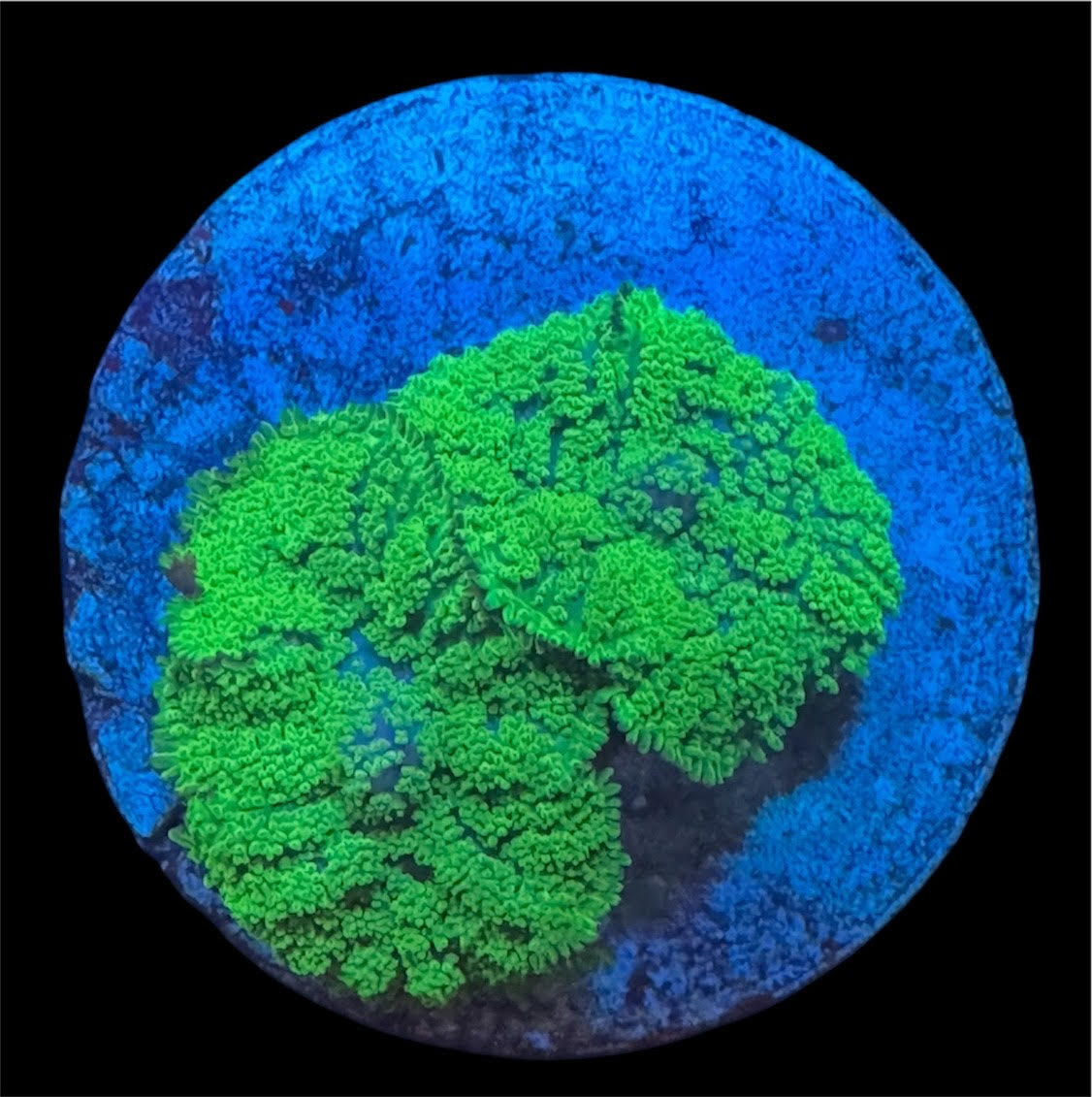 Neon Green Rhodactis