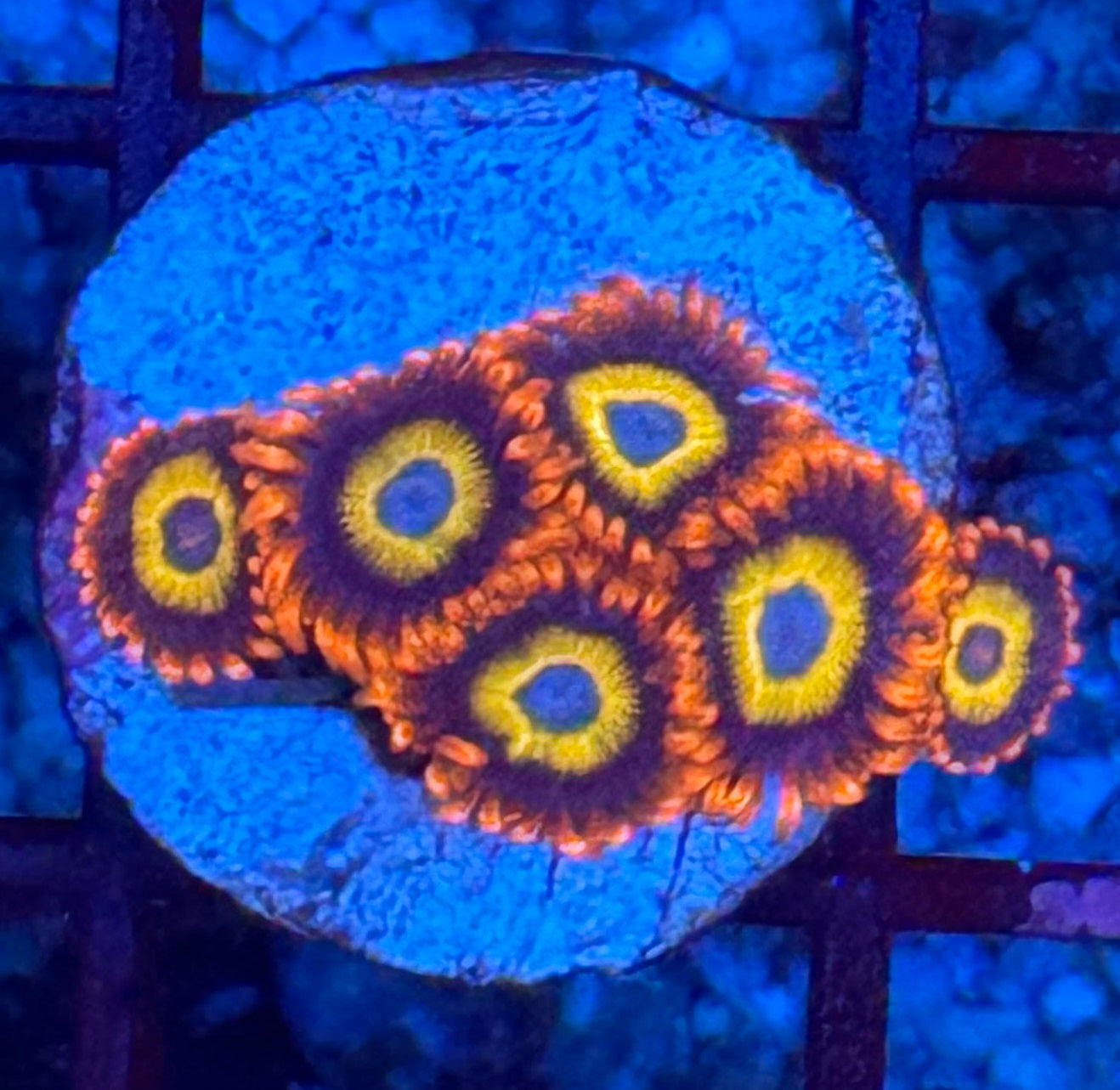 Blondies Zoanthids