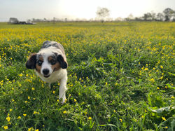 The dogs love when the wildflowers bloom
