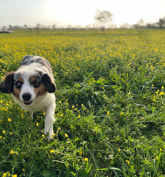 Our dogs at home