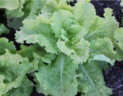 Thumbnail: Vegetables A-R Seed Packets