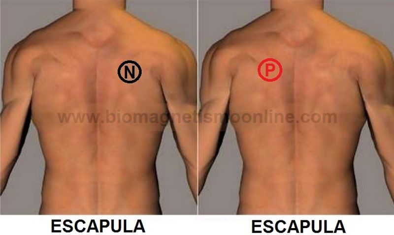 Pares Biomagneticos para Hongos