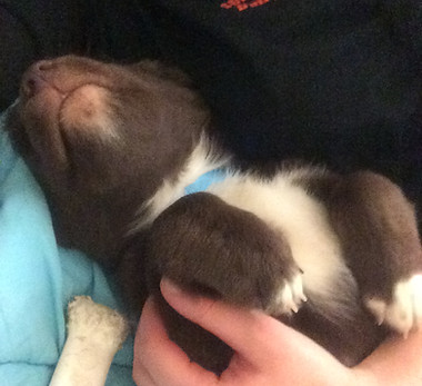 The Brown Dog as a puppy lays on his back next to a human