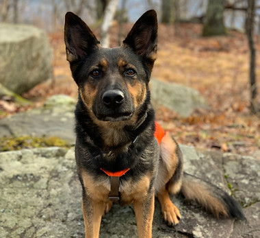 A German Shepherd sits on a stump in the woods with an orange hiking jacket on