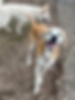 a white dog with pointy ears and a tan and white dog