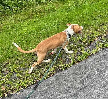 A tan and white puppy walks on the grass on a leash