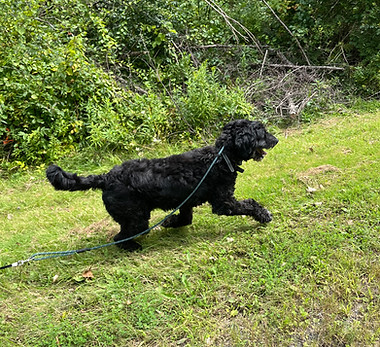 a black labradoodle walks through the grass