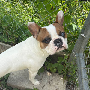 small white dog with brown on his face stares at the camera