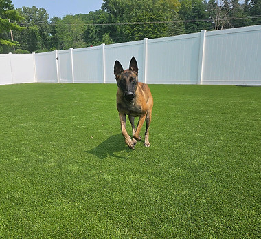 A Belgian Malinois runs towards the camera with a blakc ball in her mouth. She runs on green artificial turf with a white vinyl privacy fence behind her.