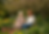 Two women in garden in summer.png