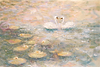 Swans in a tranquil pond.png