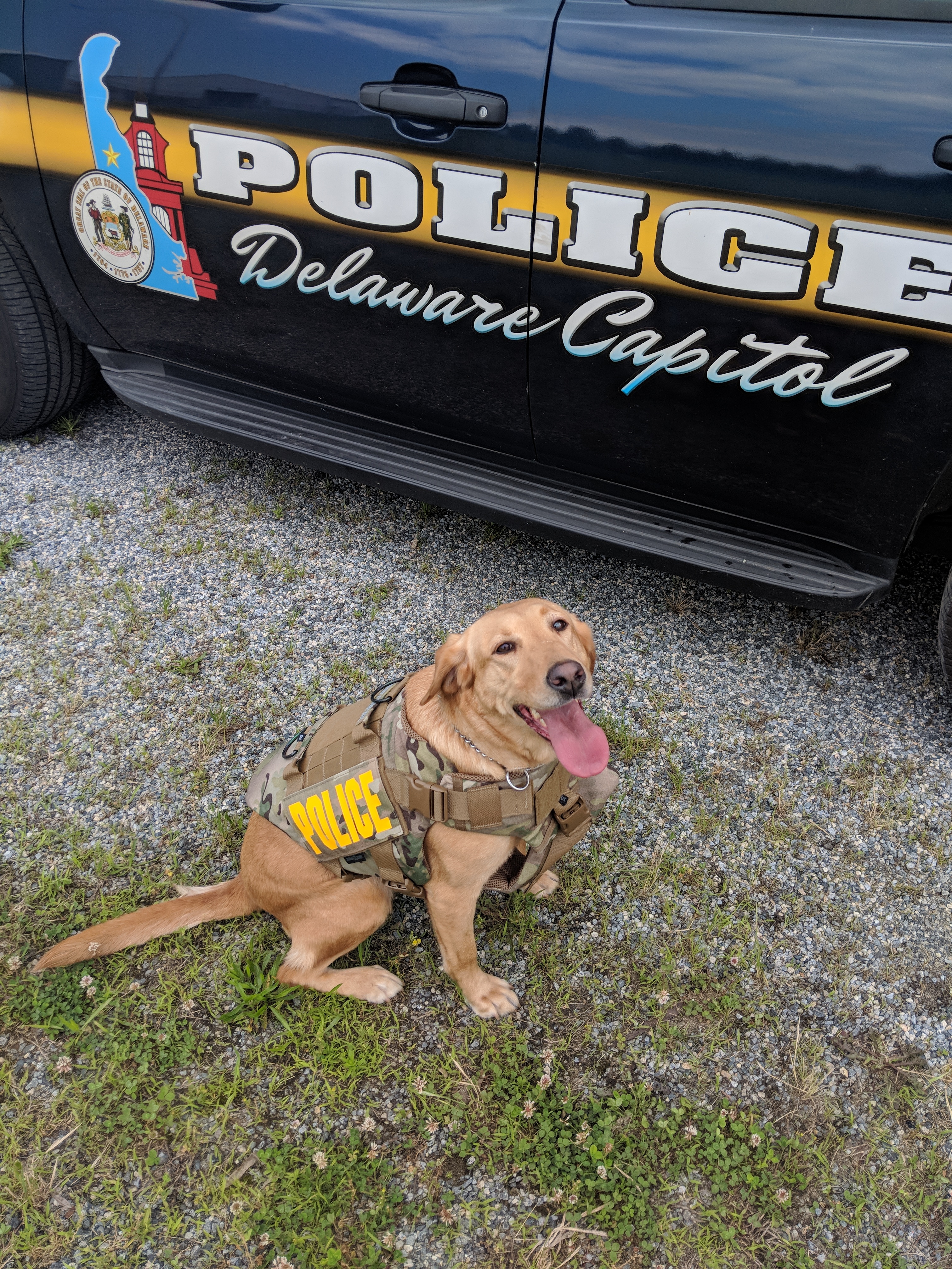 K9 Penny Vest