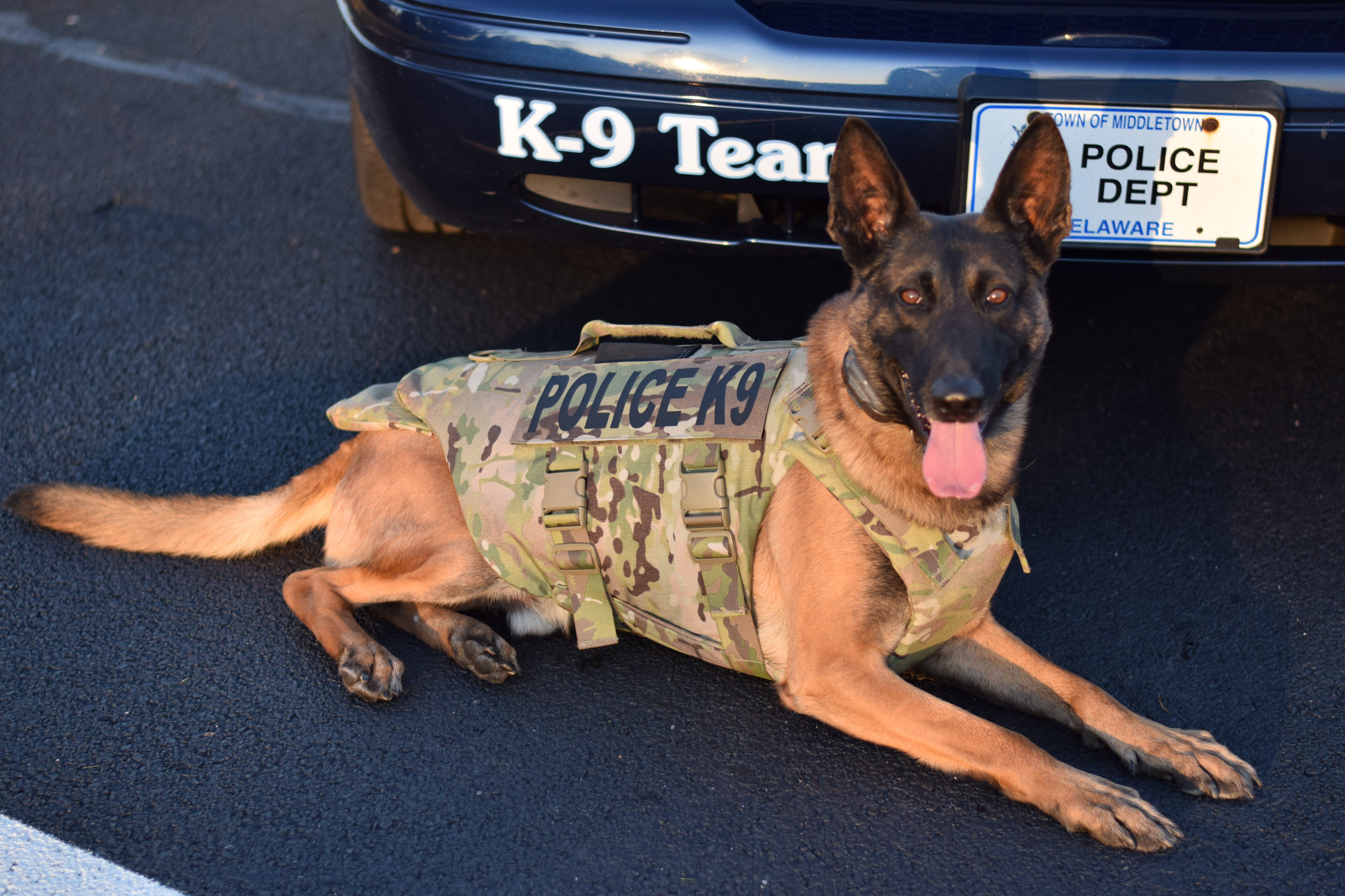K9 Ranger2