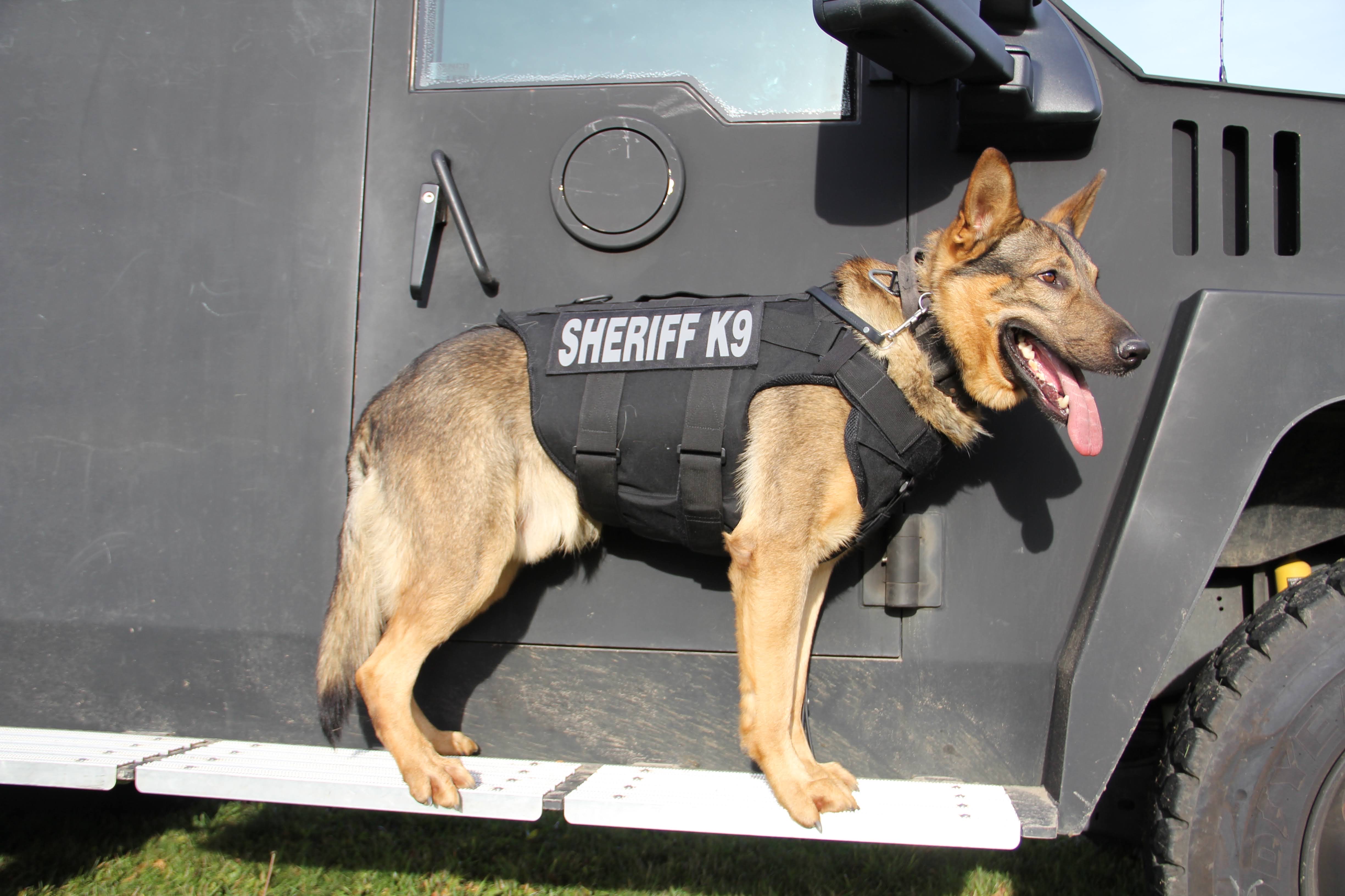 K-9 Cruze