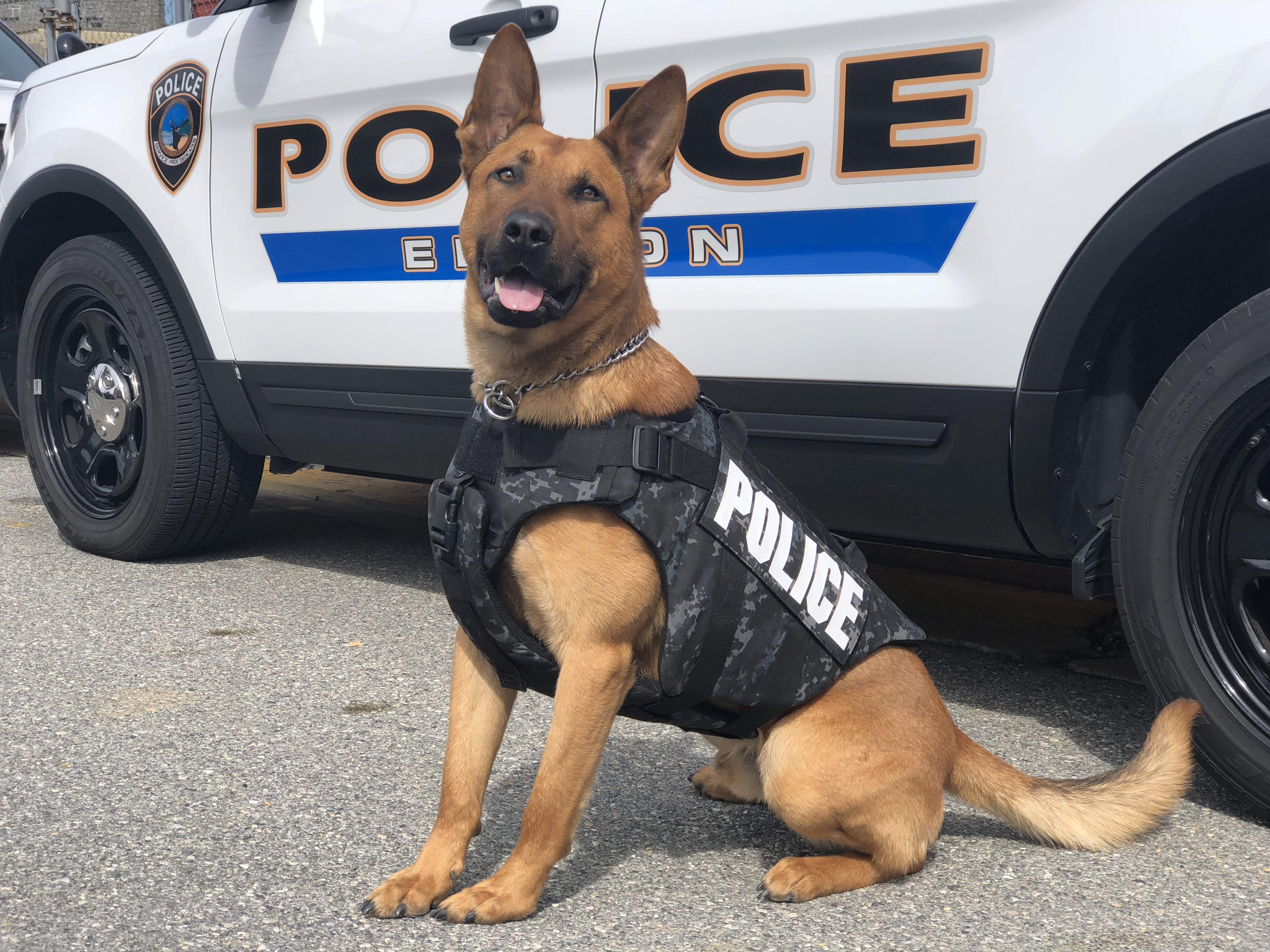 K9 Niko
