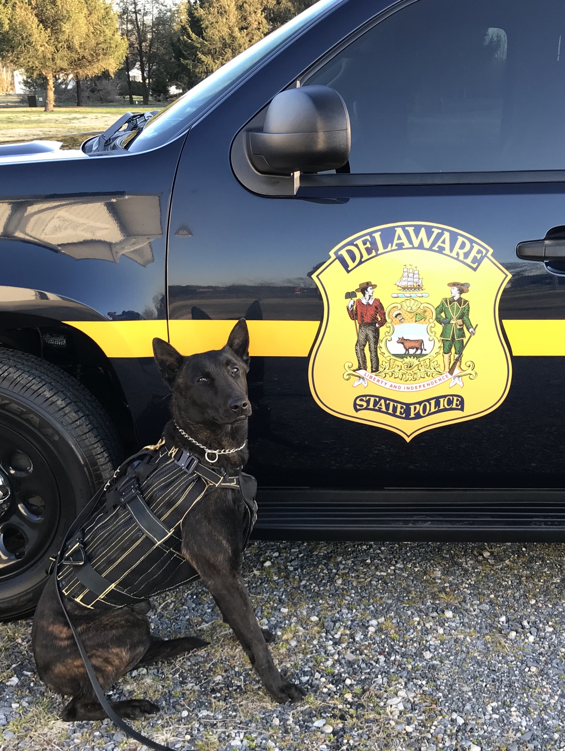 K9 Pancho