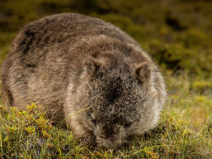 Furry wombat in a lush green Tasmanian field.