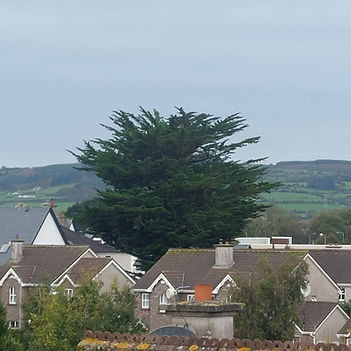 Large tree towering over residential rooftops