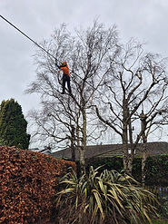 Tree Reductions