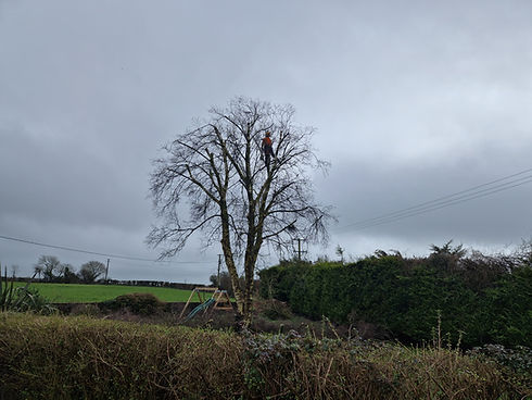 Pruning