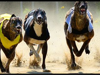 SIS Signs Greyhound rights deals